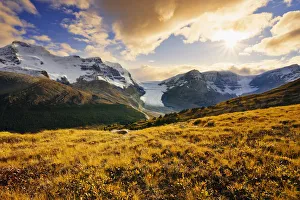 Dwarf Birch, Athabasca Glacier And Snow Dome From Wilcox Pass In Fall, Columbia Icefields, Jasper National Park Dwarf Birch, Athabasca Glacier And Snow Dome From Wilcox Pass In Fall, Columbia Icefields, Jasper National Park