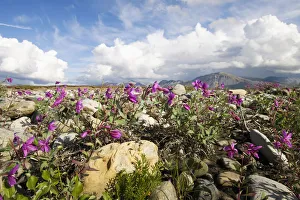 Dwarf Fireweed Bloom Along The Canning River In Anwr. Summer In Arctic Alaska Dwarf Fireweed Bloom Along The Canning River In Anwr. Summer In Arctic Alaska
