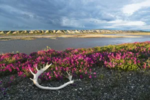 Dwarf Fireweed And A Caribou Antler Laying On The Tundra Along The Sagavanirktok Dwarf Fireweed And A Caribou Antler Laying On The Tundra Along The Sagavanirktok