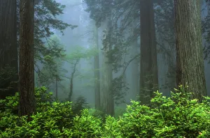 Early Morning In The Forest, Humboldt, California, Usa Early Morning In The Forest, Humboldt, California, Usa