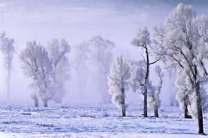 Eastern cottonwood trees covered in frost in winter, Yellowstone National Park, USA Eastern cottonwood trees covered in frost in winter, Yellowstone National Park, USA