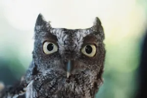 Eastern Screech Owl Portrait Showing Large Eyes; Florida, Usa Eastern Screech Owl Portrait Showing Large Eyes; Florida, Usa