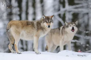 Eastern wolves (Canis lupus lycaon) in winter standing at the edge of the forest, Germany Eastern wolves (Canis lupus lycaon) in winter standing at the edge of the forest, Germany