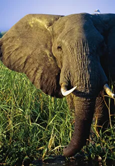 Images Dated 25th October 2005: Elephant Eating Reeds On Riverbank