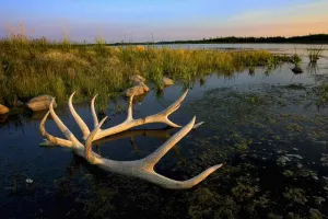 An Elk's Horns Lay In The Water At Astotin Lake In Elk Island National Park; Alberta, Canada An Elk's Horns Lay In The Water At Astotin Lake In Elk Island National Park; Alberta, Canada