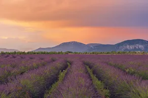 English Lavender Field at Sunset, Valensole, Valensole Plateau, Alpes-de-Haute-Provence, Provence-Alpes-Cote dŽAzur English Lavender Field at Sunset, Valensole, Valensole Plateau, Alpes-de-Haute-Provence, Provence-Alpes-Cote dŽAzur