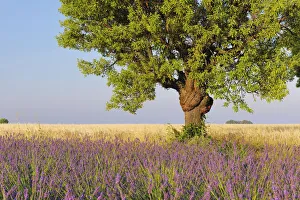 English Lavender Field with Tree, Valensole, Valensole Plateau, Alpes-de-Haute-Provence, Provence-Alpes-Cote dŽAzur English Lavender Field with Tree, Valensole, Valensole Plateau, Alpes-de-Haute-Provence, Provence-Alpes-Cote dŽAzur