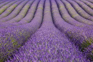English Lavender Field, Valensole, Valensole Plateau, Alpes-de-Haute-Provence, Provence-Alpes-Cote dŽAzur, France English Lavender Field, Valensole, Valensole Plateau, Alpes-de-Haute-Provence, Provence-Alpes-Cote dŽAzur, France