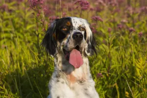 English Setter In Late Summer Vegetation; Waterford, Connecticut, United States Of English Setter In Late Summer Vegetation; Waterford, Connecticut, United States Of