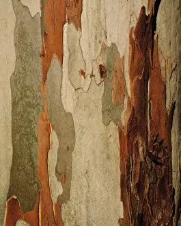 Images Dated 14th March 2007: Eucalyptus Bark, Mount Usher, Co Wicklow, Ireland