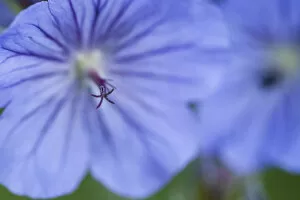Images Dated 15th July 2007: Extreme Close-Up Of A Blue Geranium; Alaska, United States Of America