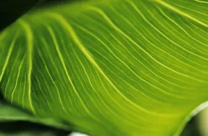 Images Dated 2nd January 2007: Extreme Close-Up Of Calla Lily Leaf