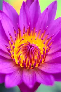 Extreme Close-Up Of Center Of Pink Water Lily Flower, Yellow Center Extreme Close-Up Of Center Of Pink Water Lily Flower, Yellow Center