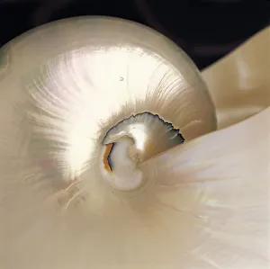 Extreme Close-Up Nautilus Shell Iridescent Color Texture Shiny Extreme Close-Up Nautilus Shell Iridescent Color Texture Shiny
