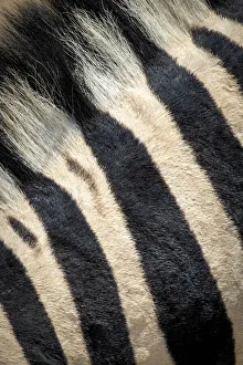 Extreme close-up of the striped fur and mane of a plains zebra, Etosha National Park,Namibia Extreme close-up of the striped fur and mane of a plains zebra, Etosha National Park,Namibia