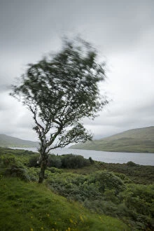 Fairy tree at Killary Harbour in County Galway, Ireland