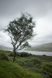 Fairy tree at Killary Harbour in County Galway, Ireland Fairy tree at Killary Harbour in County Galway, Ireland