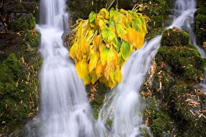 Fall Colors In Crystal Springs Falls, Oregon, Usa Fall Colors In Crystal Springs Falls, Oregon, Usa