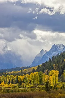 Aspen Trees Gallery: Fall Colors at Pacific Creek in YNP and the Grand Tetons in Grand Teton National Park, Wyoming, USA