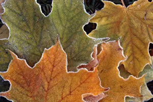 Images Dated 19th August 1996: Fall Leaves With Frost Close Up