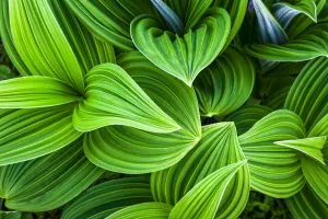 False Hellebore, Chugach National Forest, Kenai Peninsula, Alaska, USA False Hellebore, Chugach National Forest, Kenai Peninsula, Alaska, USA