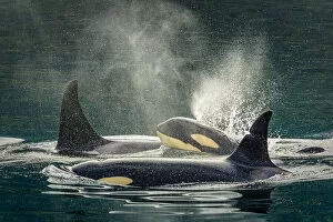 Toothed Whale Gallery: Family group, killer whale calf, orca, Johnstone Strait, Vancouver Island, BC, Canada
