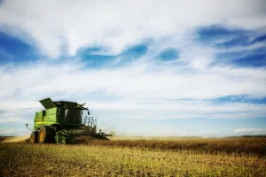 Cash Crop Gallery: Farmer driving a combine during canola harvest