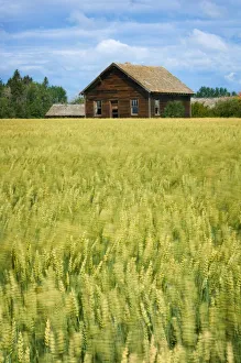 Farmhouse And Wheat Field, Calmar, Alberta, Canada Farmhouse And Wheat Field, Calmar, Alberta, Canada