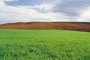 Farmland With Early Growth Grain In The Foreground And Newly Seeded Field In The Background, Tiger Hills, Manitoba Farmland With Early Growth Grain In The Foreground And Newly Seeded Field In The Background, Tiger Hills, Manitoba
