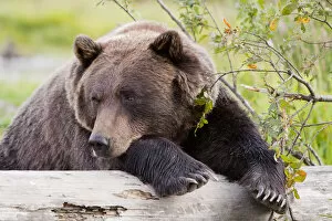 Images Dated 15th August 2010: A Female Brown Bear Lays Draped Over A Log, Alaska Wildlife Conservation Center