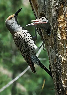 Female Northern Flicker (Colaptes Auratus) Greeted By Young In Nest In The Cavity Female Northern Flicker (Colaptes Auratus) Greeted By Young In Nest In The Cavity