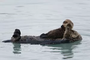 Images Dated 3rd May 2010: Female Sea Otter Holds Newborn Pup While Floating In Prince William Sound, Alaska, Southcentral