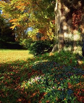 Bloomed Gallery: Fernhill Gardens, Co Dublin, Ireland; Cyclamen Under A Beech Tree
