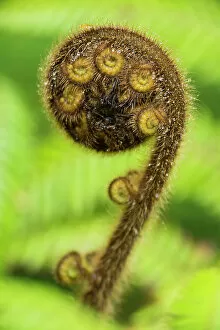 High Res Gallery: A fiddle head or opening leaf fern
