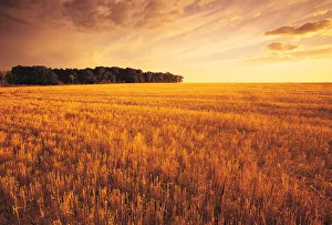 Field Of Grain Stubble Near St. Adolphe, Manitoba Field Of Grain Stubble Near St. Adolphe, Manitoba