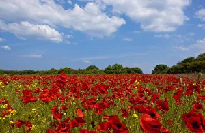 A Field Full Of Red Flowers; Northumberland, England A Field Full Of Red Flowers; Northumberland, England