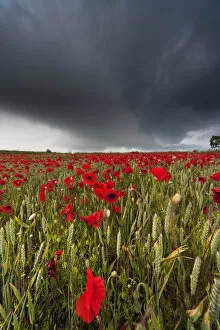 Images Dated 19th June 2011: A Field Of Red Poppies Under A Dark Stormy Sky; Northumberland, England
