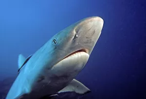 Images Dated 11th January 2007: Fiji, Gray Reef Shark (Carcharhinus Amblyrhynchos)