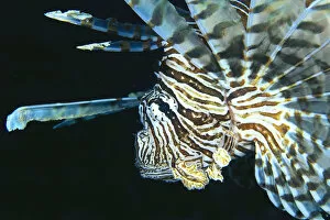 Images Dated 1st July 1998: Fiji, Lionfish (Pterois Volitans) Side View, Head Detail