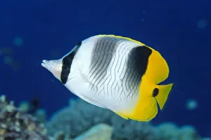 Images Dated 23rd February 1999: Fiji, Pacific Double-Saddle Butterfly Fish (Chaetodon Ulietensis) Close-Up Side View