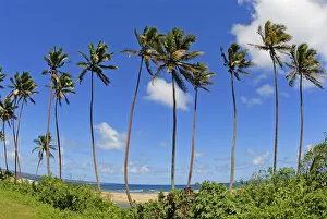Images Dated 11th October 2006: Fiji, Tall Palm Trees Line A Tropical Beach