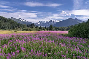 Fireweed blooms and the Mendenhall Towers and Glacier, Tongass Forest, SE Alaska, Alaska, USA Fireweed blooms and the Mendenhall Towers and Glacier, Tongass Forest, SE Alaska, Alaska, USA