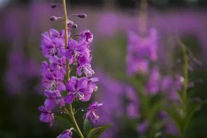Fireweed (Chamaenerion Angustifolium); Alaska, United States Of America Fireweed (Chamaenerion Angustifolium); Alaska, United States Of America
