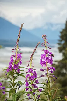 Images Dated 3rd August 2014: Fireweed (Epilobium Angustifolium) With The Alaskan Susitna River In The Background