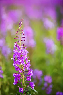 Fireweed Detail Near Anchor Point On The Kenai Peninsula In Southcentral Alaska Fireweed Detail Near Anchor Point On The Kenai Peninsula In Southcentral Alaska