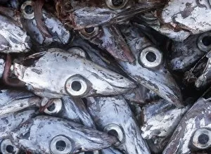 Detail Of Fish Heads