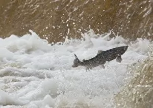 Images Dated 25th October 2009: Fish Jumping Upstream In The Water