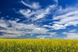 Cash Crop Gallery: Flowering canola field with dramatic white clouds and blue sky, East of Calgary, Alberta, Canada
