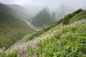 Flowers bloom along the Abano pass in Tusheti, Georgia Flowers bloom along the Abano pass in Tusheti, Georgia