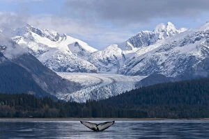The Fluke Of A Humpback Whale Emerges Briefly From The Water Near Herbert Glacier. Summer In Southeast Alaska